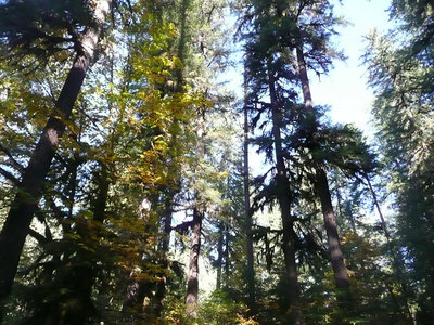 P1130257_副本.jpg (266.13 KiB) Viewed 59575 times Fall Creek Trees Oct.22, 2011