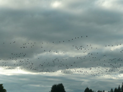 P1130350_副本.jpg (79.91 KiB) Viewed 38968 times Sky...Oct.22, 2011